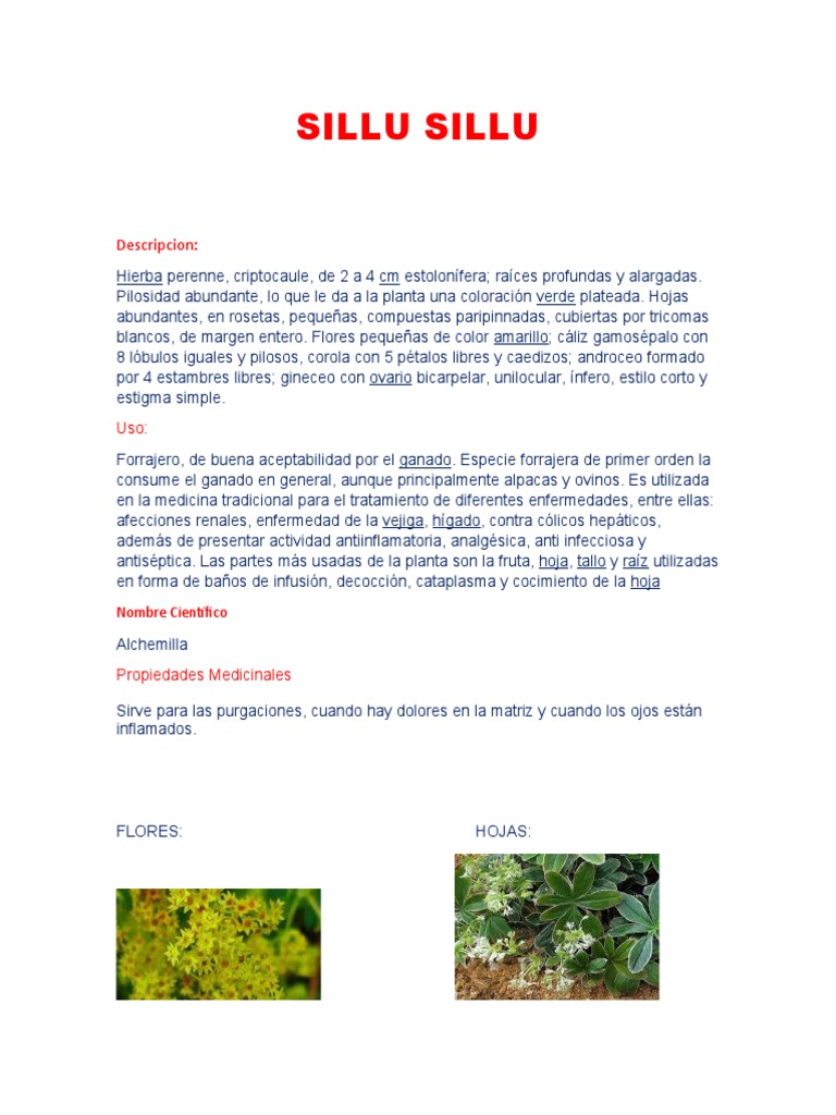 Propiedades del Sillu Sillu y Otras Plantas Medicinales | PDF | Flores ...