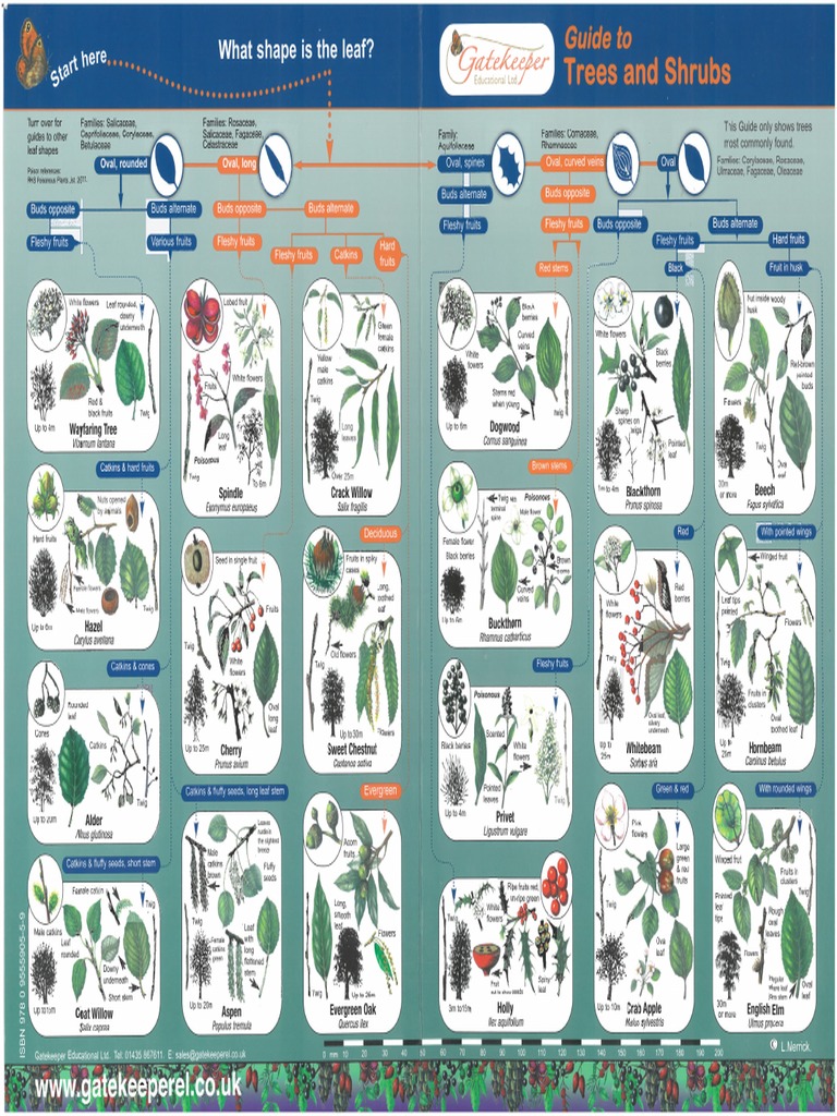 Guide To Trees and Shrubs PDF