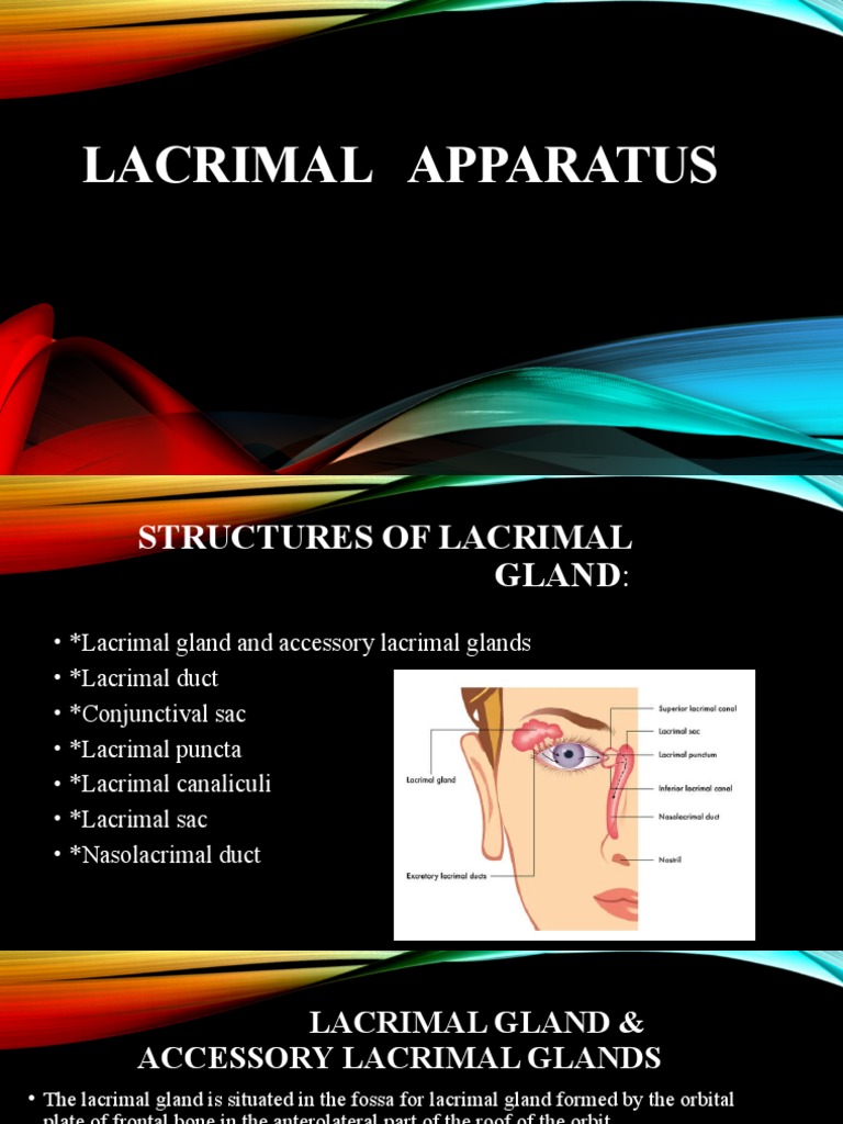 Lacrimal Apparatus Anatomy Quiz Yourself Become An Expert - i0pgw58