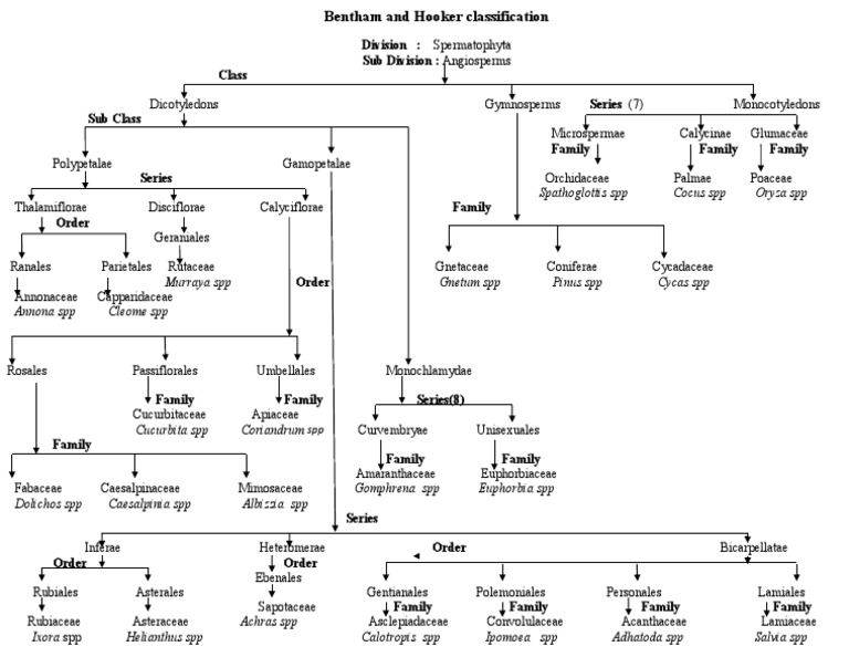 Bentham and Hooker Plant Classification | PDF