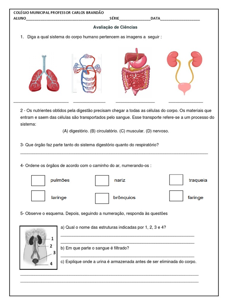 8º-ANO-SISTEMA-DIGESTORIO (Recuperação Automática) | PDF