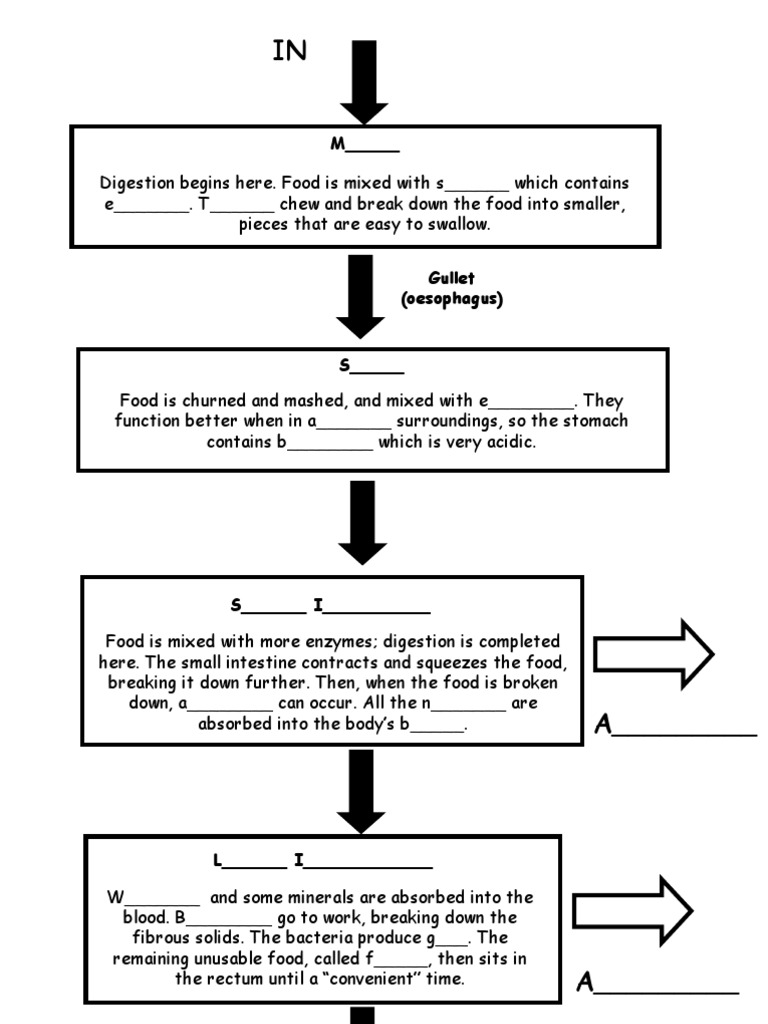 Digestion Flow Chart