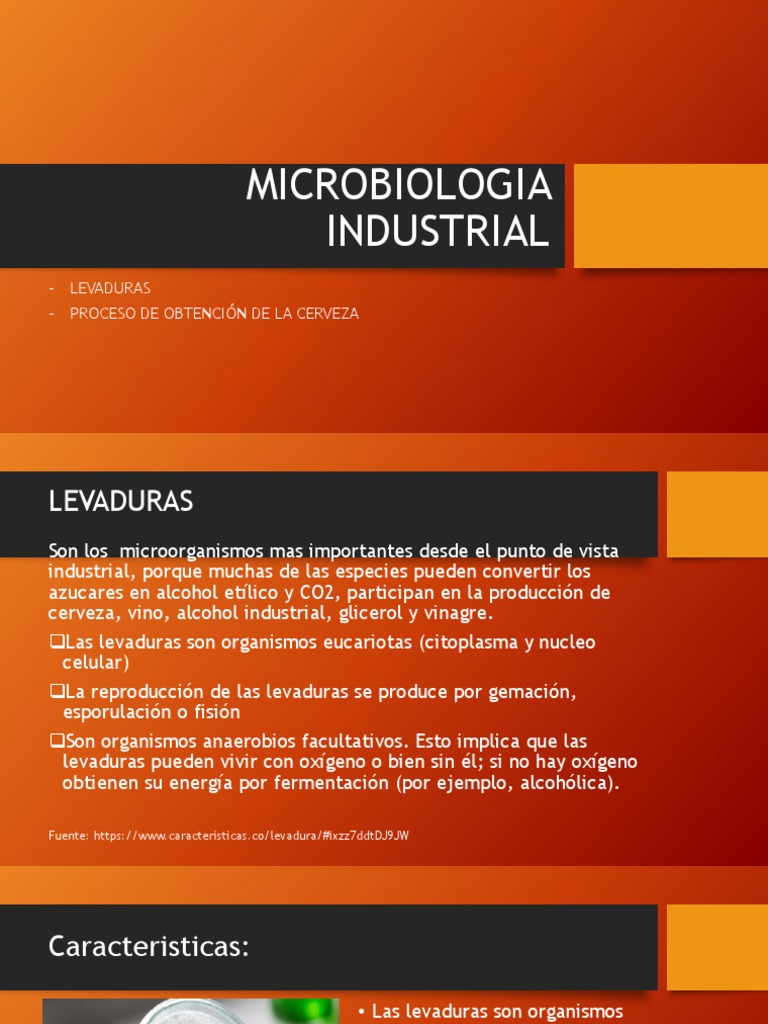 Levaduras en la Elaboración de Cerveza | PDF | Cerveza | Levadura