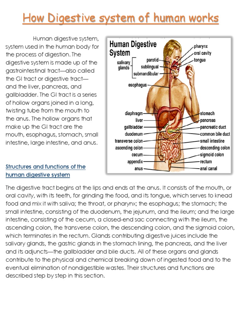 How Digestive System of Human Works | PDF