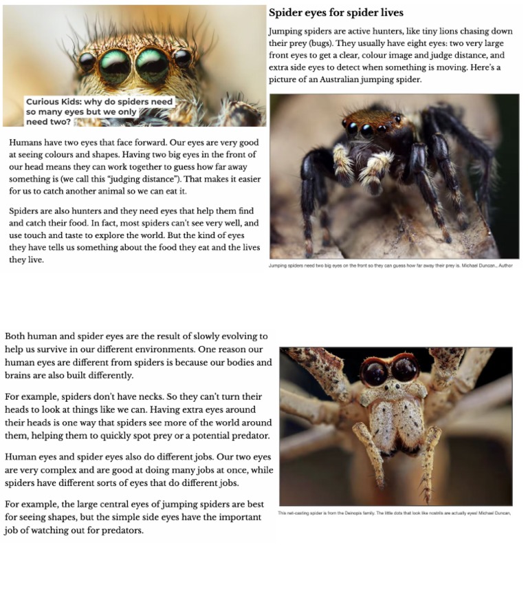Jumping Spider | PDF