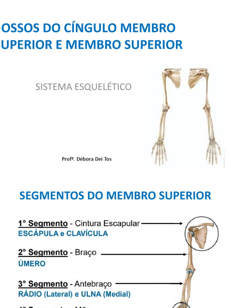 Aula 7 Ossos Dos Membros Superiores Pdf