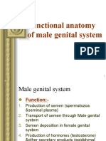 Male G S