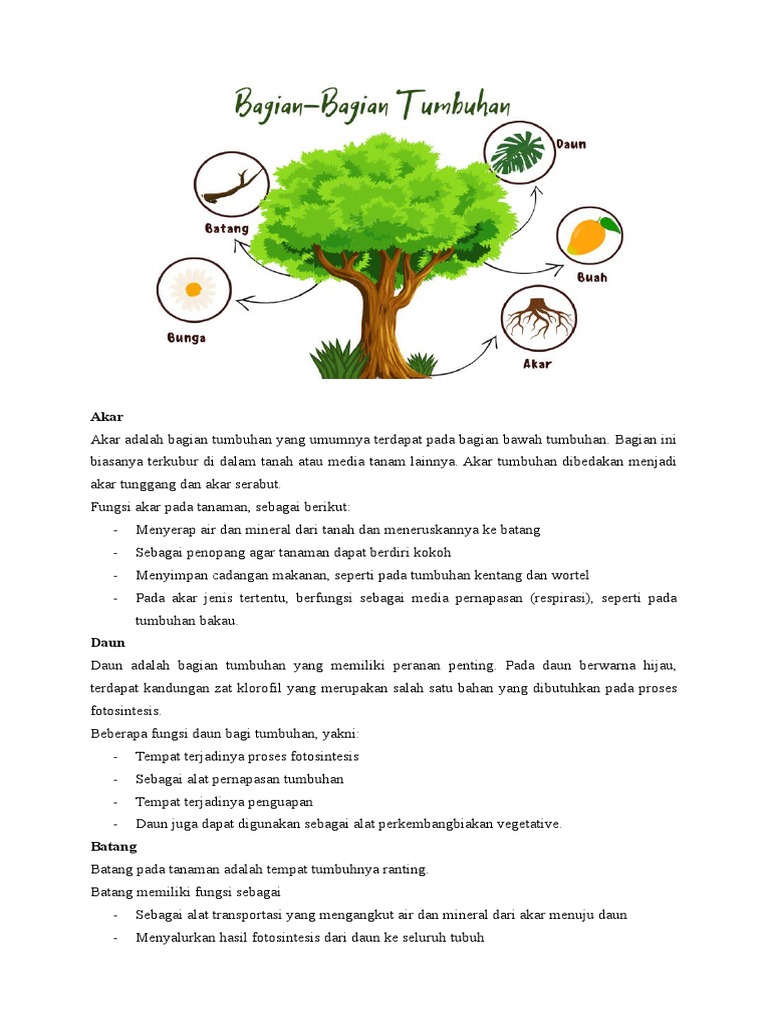Bagian Tubuh Tumbuhan | PDF
