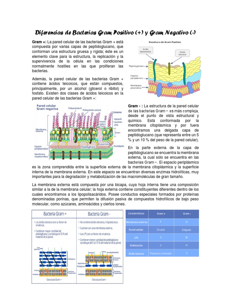 Diferencias de Bacterias Gram Positivo y Gram Negativo | PDF