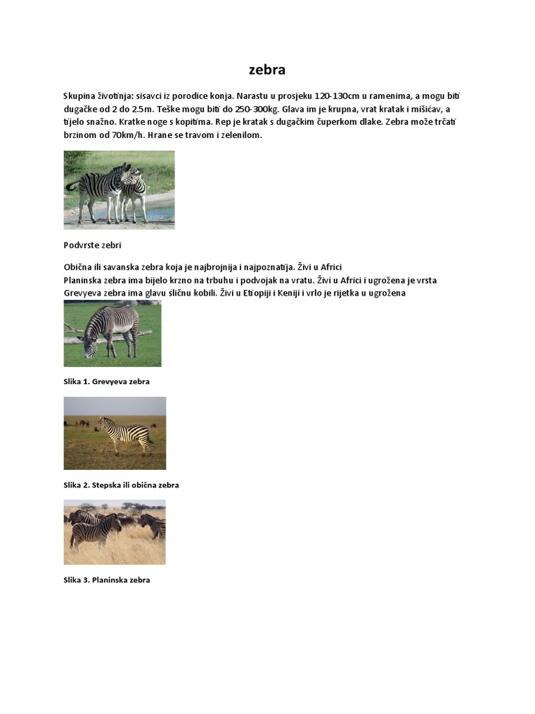 Zebra | PDF