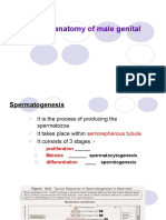 Male Genital System 2
