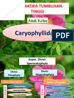 A.K Carriophilidae
