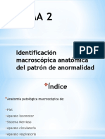 T2 Identificación Macroscópica Anatómica Del Patrón de Anormalidad Subrayado en Rojo para Examen Practico