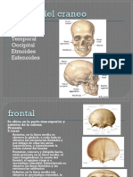 Huesos Del Cráneo II