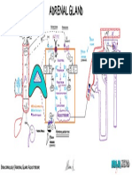 Adrenal Gland Aldosterone Illustration Atf