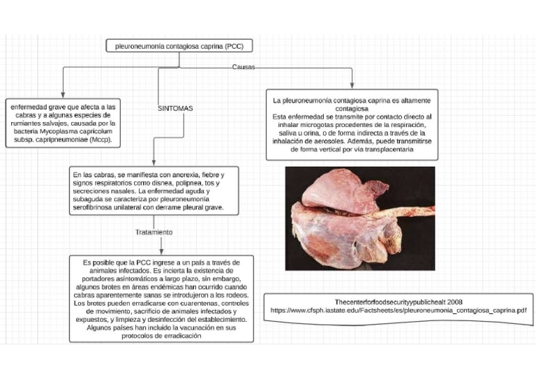 Pleuroneumonía Contagiosa Caprina | PDF