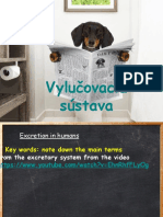 Vylučovacia Sústava Človeka - Excretory System of Human - Slovak Version