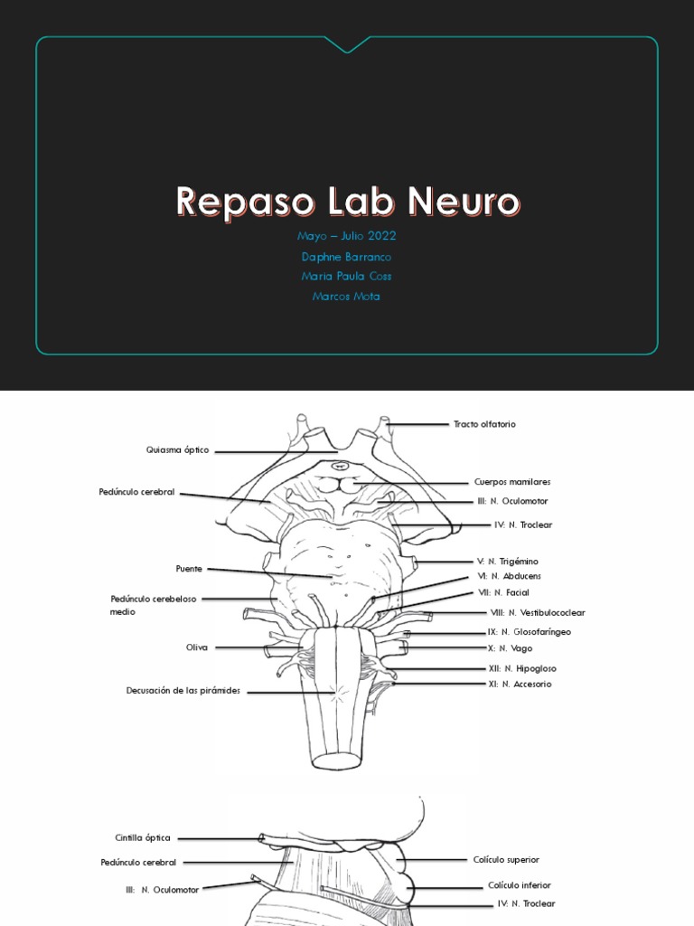 Estrías Medulares en Anatomía Cerebral | PDF