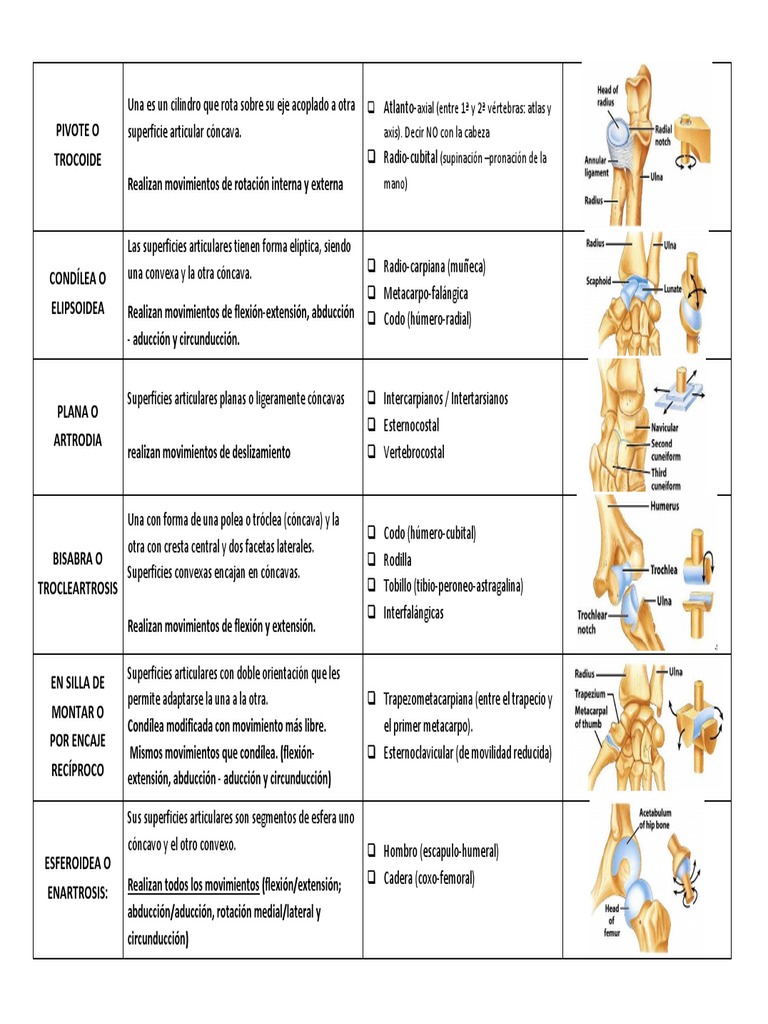 Articulaciones Trocoides y sus Ejemplos | PDF