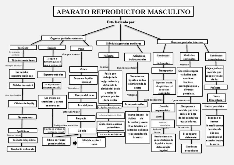 Mapa Conceptual Aparato Reproductor Masculino 2 | PDF