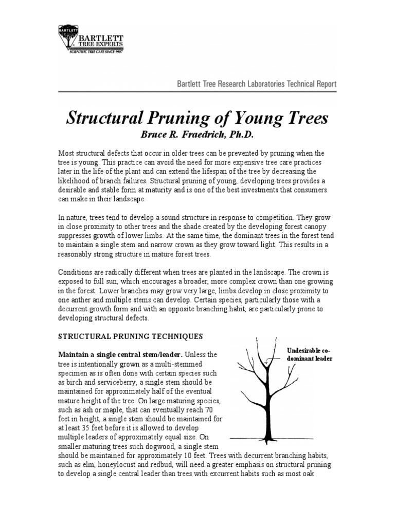 Structural Pruning for Young Trees | PDF