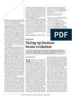 Sizing Up Human Brain Evolution: News & Views