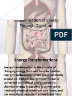 Transformation of Energy Through Digestion