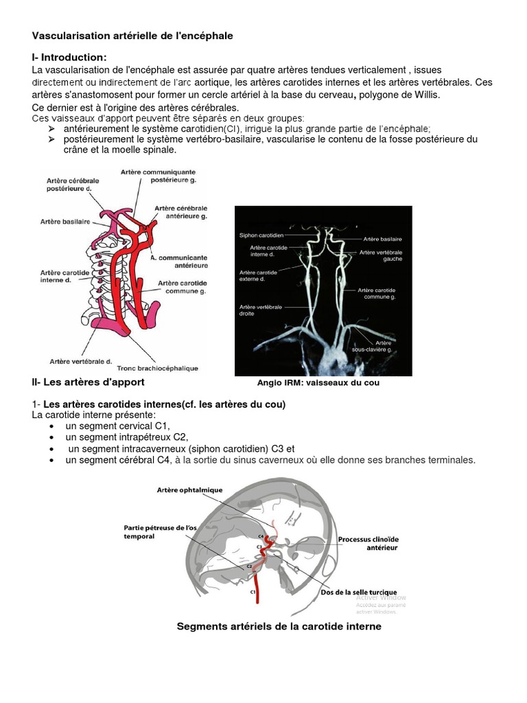 Vascularisation de l'encéphale | PDF