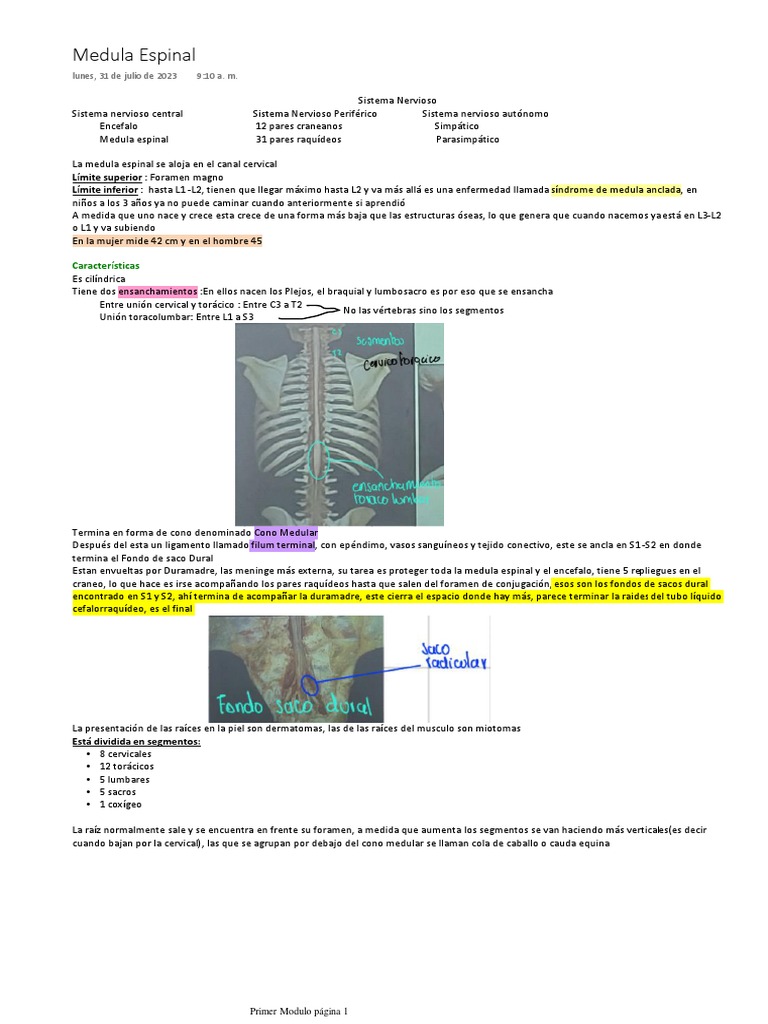 Medula Espinal Pdf Médula Espinal Anatomía Humana