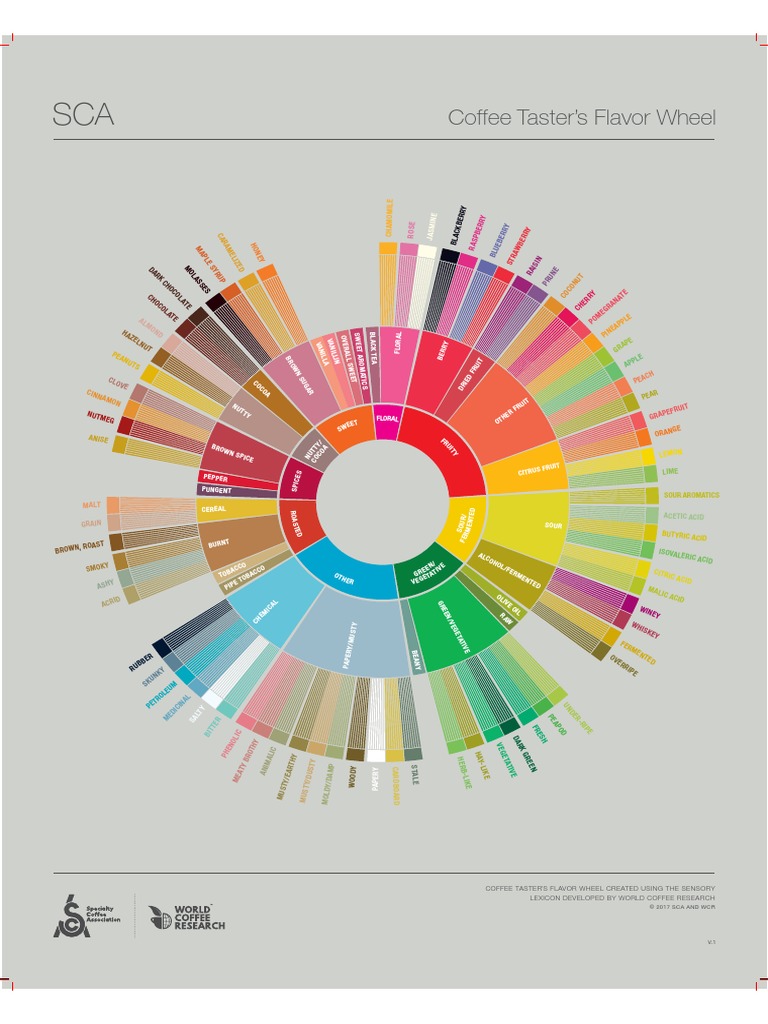 Coffee Taster's Flavor Wheel Guide | PDF