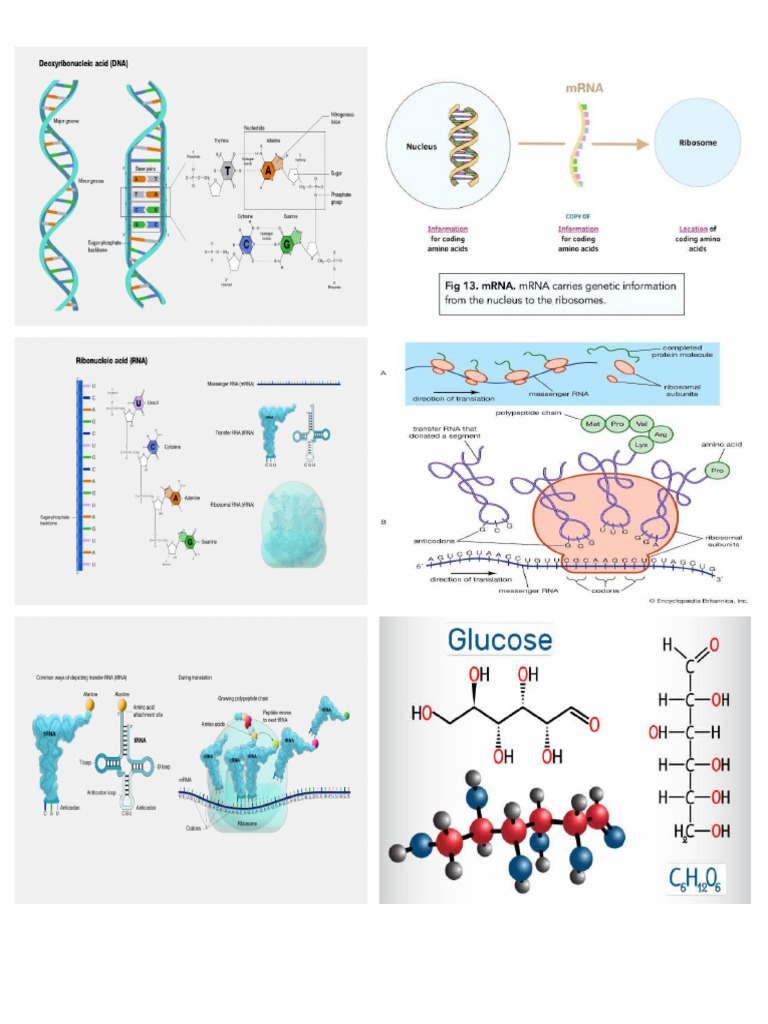 Biomolecules: DNA and Protein Overview | PDF