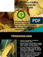 Pasca Panen Jagung - Jabar