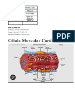 Celula Muscular Cardiaca