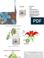 DR - Chandrani Ovule