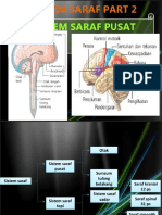 Sistem Saraf Part 2