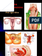 Sistema Genital Feminino