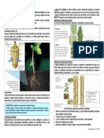 Resumen de Informacion Cientifica - Nutricion Vegetal I