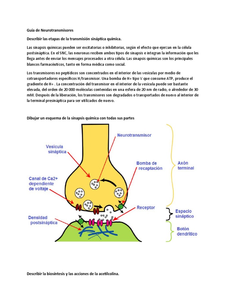 Sinapsis Química: Proceso y Estructura | PDF | Sinapsis | Sinapsis química