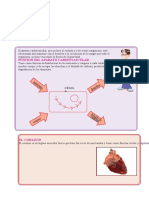 El Aparato Cardiovascular para Quinto de Primaria