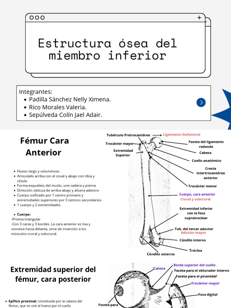 Estructura Osea De Miembro Inferior Descargar Gratis Pdf Anatomía