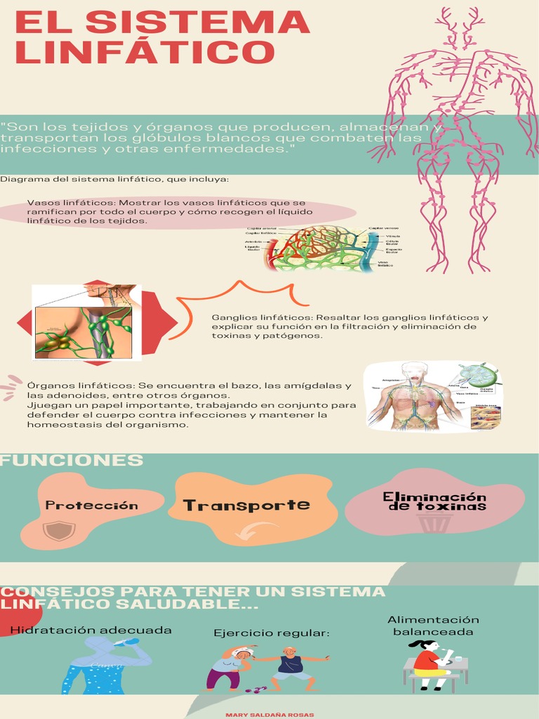 Sistema Linfático Pdf