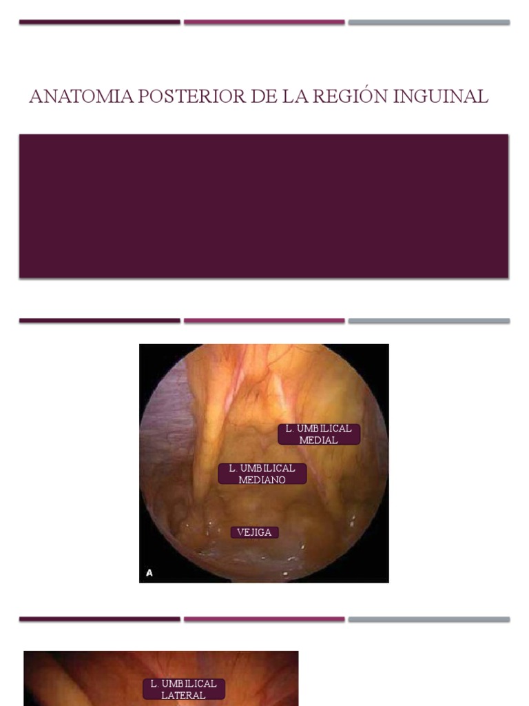 Anatomia posterior de la regi n inguinal pdf