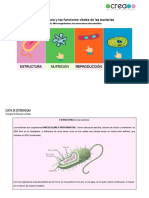 Estructura y Funciones Vitales de Las Bacterias