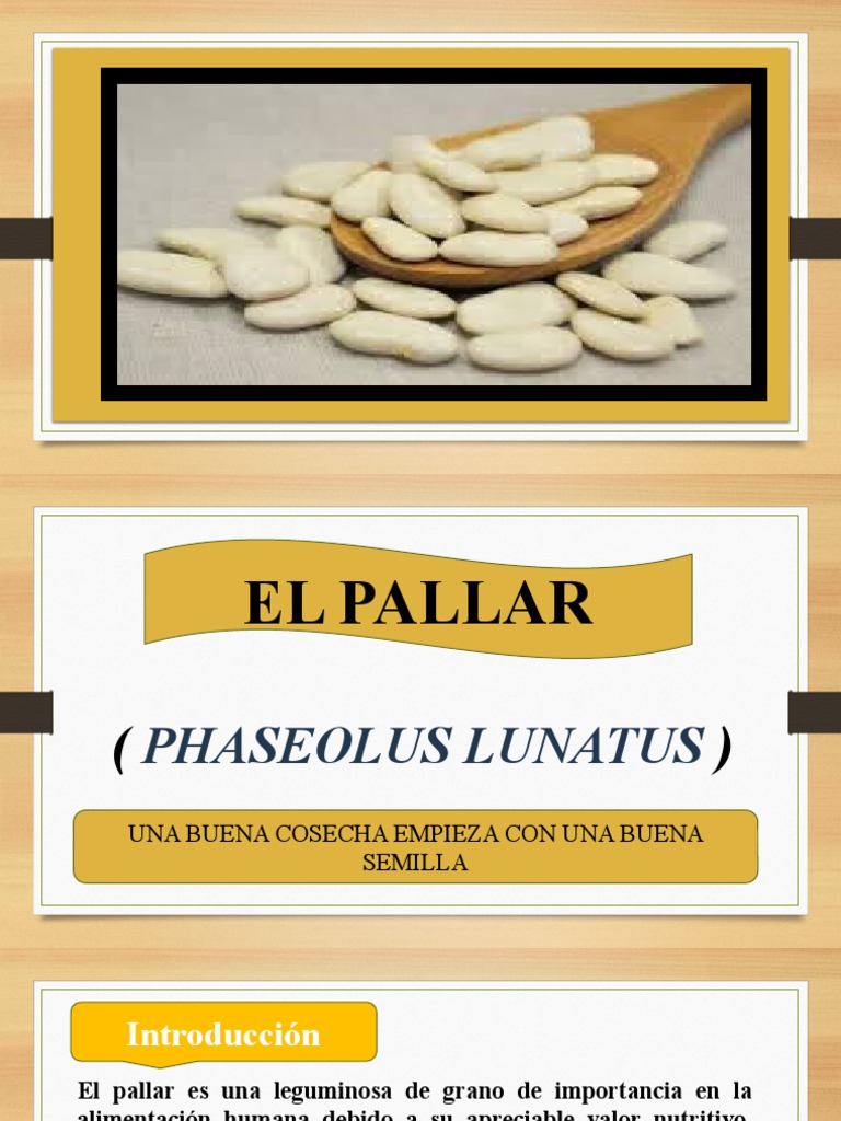 Cultivo y características del pallar | PDF | Siembra | Plantas