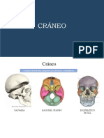 Anatomía Del Craneo