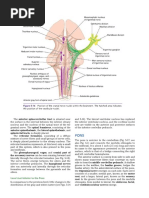 Anatomy and Function of the Pons | PDF | Brainstem | Human Anatomy