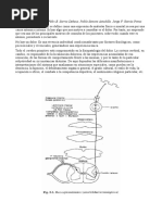 Alicia Fredusa | PDF | Mnemotécnico | Dolor