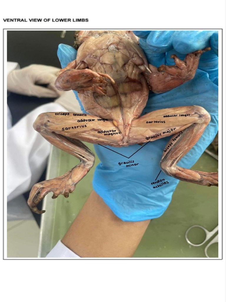Toad Muscles | PDF