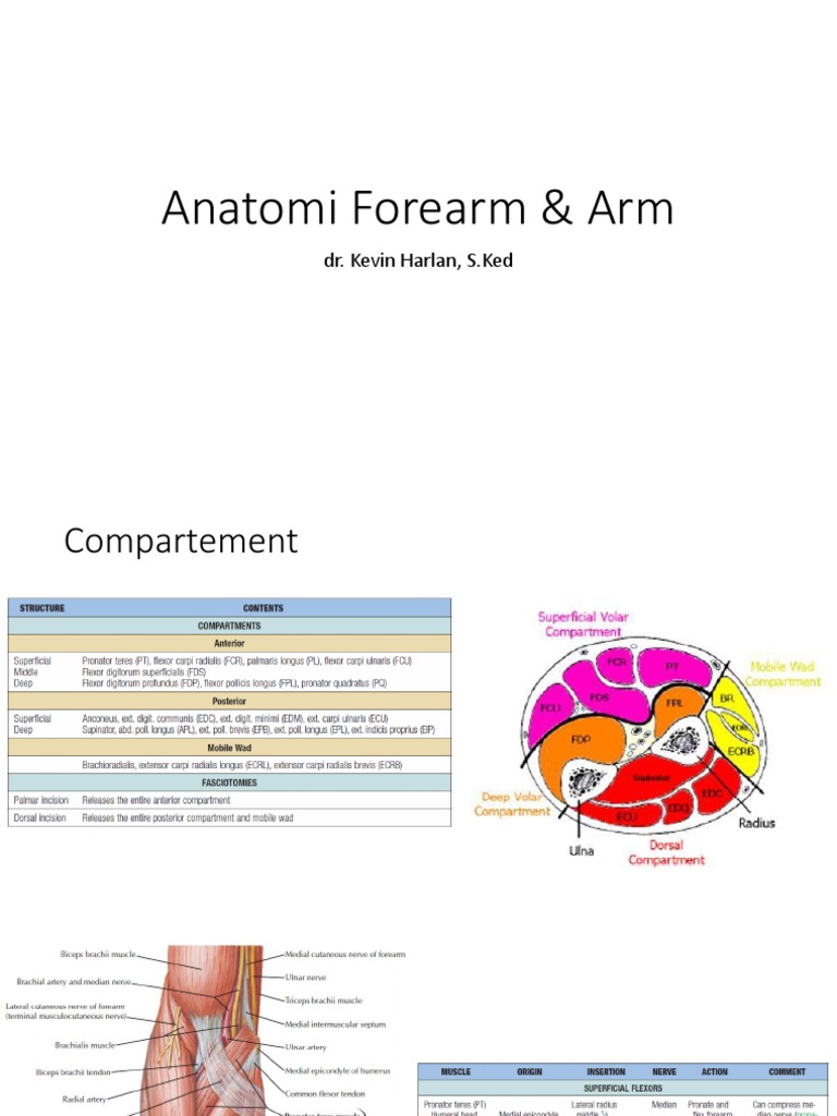 Anatomy Forearm Hand | PDF