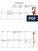 Anatomy Lower Limb